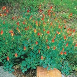 Arizona Columbine -Perennials Sales Store 20816 aquilegia desertorum