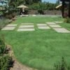 UC Verde® Buffalo Grass Plugs -Perennials Sales Store 27058 buffalo grass verde