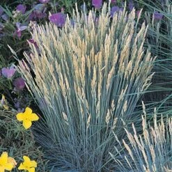 Boulder Blue Fescue Grass -Perennials Sales Store 52361 festuca glauca 1