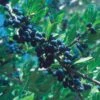 Berry Girl New Mexico Privet -Perennials Sales Store 52550a forestiera neomexicana 1