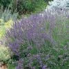 Grosso French Lavender 1 Grosso French Lavender -Perennials Sales Store 63152 lav grosso 07