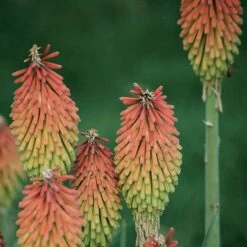 Fire Dance Red Hot Poker -Perennials Sales Store 96488 kniphofia hirsuta fire dance