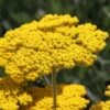 Coronation Gold Yarrow 2 Coronation Gold Yarrow -Perennials Sales Store achillea coronation gold yarrow 47