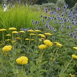 Coronation Gold Yarrow -Perennials Sales Store achillea coronation gold yarrow globe thistle garden