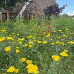 Moonshine Yarrow -Perennials Sales Store achillea moonshine yarrow 3