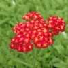 Red Velvet Yarrow -Perennials Sales Store achillea red velvet yarrow garden