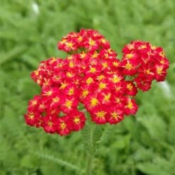 Red Velvet Yarrow