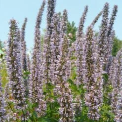Blue Fortune Agastache -Perennials Sales Store agasatche blue fortune blue garden 1