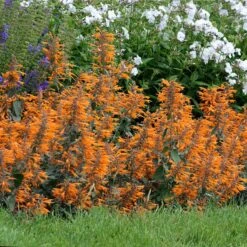 Apricot Sprite Agastache -Perennials Sales Store agastache agastache apricot sprite walters gardens cropped