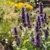 Black Adder Agastache -Perennials Sales Store agastache black adder 1