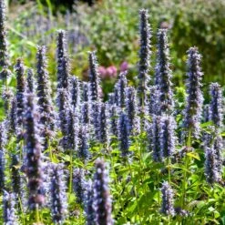 Black Adder Agastache 7 Black Adder Agastache -Perennials Sales Store agastache black adder 3