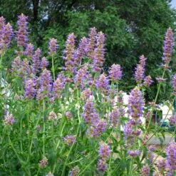 Blue Blazes Agastache -Perennials Sales Store agastache blue blazes 1