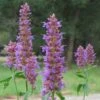 Blue Blazes Agastache -Perennials Sales Store agastache blue blazes 2