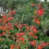 Coronado® Red Agastache -Perennials Sales Store agastache coronado red by david salman 1