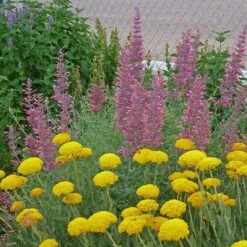 Desert Solstice Agastache -Perennials Sales Store agastache desert solstice achillea gold plate