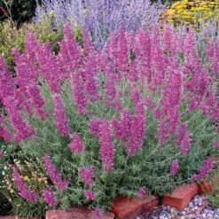 Desert Solstice Agastache -Perennials Sales Store agastache desert solstice bush