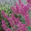 Desert Solstice Agastache -Perennials Sales Store agastache desert solstice flowers