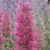 Desert Sunrise® Agastache -Perennials Sales Store agastache dwf desert sunrise close up 2