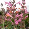 Kudos™ Ambrosia Agastache -Perennials Sales Store agastache kudos ambrosia terra nova cropped closeup 2