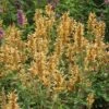 Kudos™ Gold Agastache 1 Kudos™ Gold Agastache -Perennials Sales Store agastache kudos gold terra nova cropped 2 2
