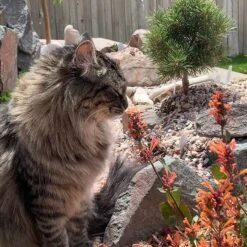 Kudos™ Mandarin Agastache 8 Kudos™ Mandarin Agastache -Perennials Sales Store agastache kudos mandarin 2