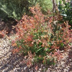 Kudos™ Mandarin Agastache 9 Kudos™ Mandarin Agastache -Perennials Sales Store agastache kudos mandarin 3