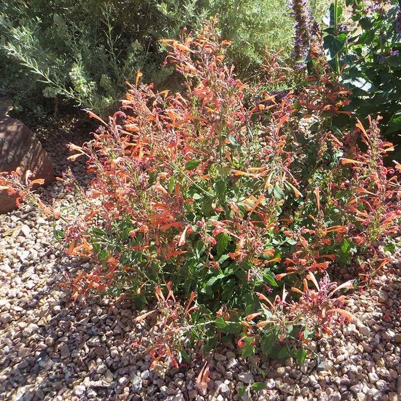 Kudos™ Mandarin Agastache 6 Kudos™ Mandarin Agastache - Image 4