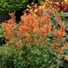 Kudos™ Mandarin Agastache 1 Kudos™ Mandarin Agastache -Perennials Sales Store agastache kudos mandarin terra nova nurseries cropped 3
