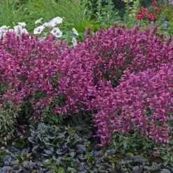 Rosie Posie Agastache -Perennials Sales Store agastache rosie posie 3