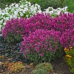 Rosie Posie Agastache -Perennials Sales Store agastache rosie posie 4