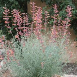 Agastache Rupestris -Perennials Sales Store agastache rupestris 11825 3