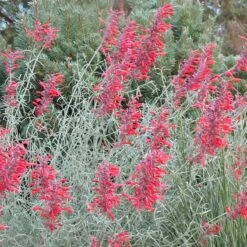 Glowing Embers® Agastache -Perennials Sales Store agastache rupestris glowing embers flowers blooming