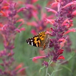 Agastache Rupestris -Perennials Sales Store agastache rupestris pollinators