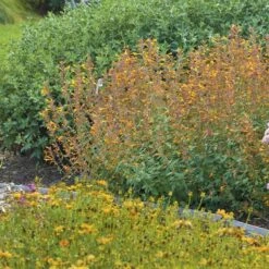Apricot Sprite Agastache -Perennials Sales Store agastache agastache apricot sprite walters gardens 1 cropped 1 1
