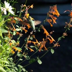 Apricot Sprite Agastache -Perennials Sales Store agastache apricot sprite close up w humingbird cropped