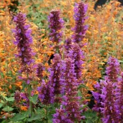 Blue Boa Agastache -Perennials Sales Store agastache blue boa 1b 1 with apricot sprite 2