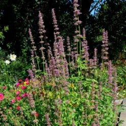 Agastache Neomexicana -Perennials Sales Store agastache neomexicana in the garden