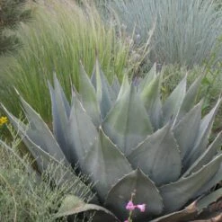 Havard's Century Plant (Agave) -Perennials Sales Store agave havardiana hbl1v51 2