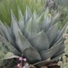 Havard's Century Plant (Agave) -Perennials Sales Store agave havardiana 2 web 2