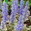 Silver Queen Ajuga -Perennials Sales Store ajuga silver queen 1