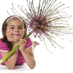 Schubert's Allium -Perennials Sales Store allium schubertii kid cropped