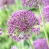 Violet Beauty Allium 2 Violet Beauty Allium -Perennials Sales Store allium violet beaut 3 cropped