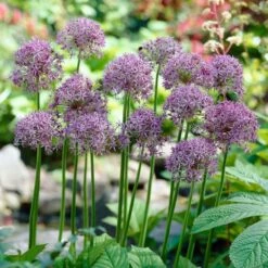 Violet Beauty Allium -Perennials Sales Store allium violet beauty cropped