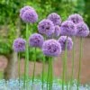 Gladiator Allium -Perennials Sales Store alliumgladiator2 1