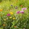 Dry Area Wildflower Seed Mix -Perennials Sales Store allysum cosmos coreopsis red poppy meadow