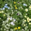 Alternative Lawn Wildflower Seed Mix -Perennials Sales Store alternative lawn wildflower seed mix 6 1