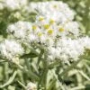 New Snow Pearly Everlasting (Anaphalis) -Perennials Sales Store anaphalis margaritacea new snow close up