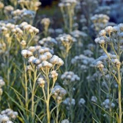 New Snow Pearly Everlasting (Anaphalis) -Perennials Sales Store anaphalis margaritacea new snow white