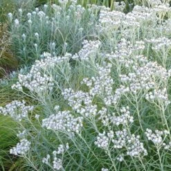 New Snow Pearly Everlasting (Anaphalis) -Perennials Sales Store anaphalis margaritacea pearly everlasting chatfield white