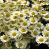 Susanna Mitchell Marguerite Daisy (Anthemis) -Perennials Sales Store anthemis tinctoria 19981 2